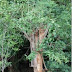Moringa oleifera – der „Wunderbaum“